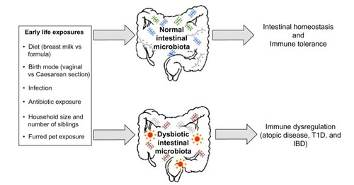 Figure 2 A depiction of the early life environmental exposures differentially associated with promoting a healthy intestinal microbiota, which results in intestinal homeostasis and immune tolerance, and a dysbiotic (unhealthy) intestinal microbiota, which may induce the development of immune dysregulation.