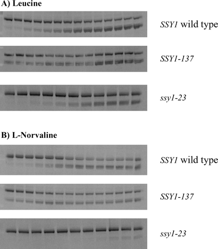 Figure S1.  Representative immunoblots, forming the basis of dose-response relationships presented in Figure 2 of the article. Extracts from exponentially growing M5445 cells expressing SSY1 wild type, SSY1-137 or ssy1-23 harboured on centromeric plasmids were analysed. The processing of transcription factor Stp1p was monitored in response to induction with a range of concentrations of leucine and L-norvaline, using a chromosomally encoded, translational fusion (Stp1p-ZZ) in which a doublet of the IgG-binding Z domain of the Staphylococcus aureus protein A had been fused to the C-terminus of Stp1p as described (Poulsen et al. 2005b). The unprocessed and processed forms of Stp1p-ZZ are seen as the slow- and fast-migrating bands, respectively, differing in molecular mass by 10 kDa, the amount by which Stp1 is truncated in the signalling (Andréasson & Ljungdahl [Citation2002]). With SSY1 wild type and SSY1-137 the range of leucine concentrations was from 0.005 µM to 1000 µM, whereas 0.03 mM to 15 mM leucine was used with ssy1-23 (panel A, quantification shown in Figure 2A of the article). L-Norvaline was used in a concentration range from 0.001 mM to 20 mM for SSY1 wild type and SSY1-137, whereas a range from 0.1 mM to 50 mM norvaline was used with ssy1-23 (panel B, quantification shown in Figure 2C of the article).