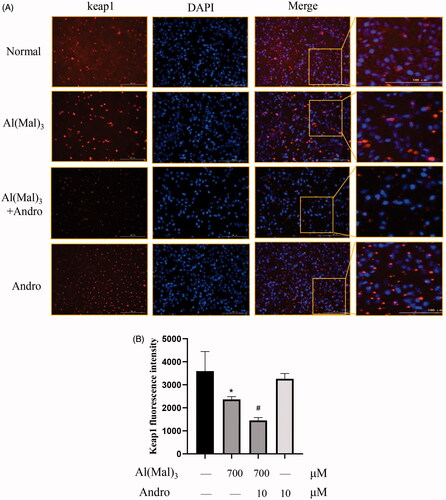 Figure 7. Effect of Andro on expression and location of keap1 protein in PC12 cells induced by Al(mal)3. Cells were incubated with 700 μM Al(mal)3 and 10 μM Andro for 24 h. The fluorescence localization of keap1 was measured with immunofluorescence. An anti-keap1 antibody was used to detect keap1 localization using a fluorescence microscope. Red colour represented Cy3-positive keap1, Blue colour represented DAPI-positive nucleus. Bar = 100 μm (A); Quantitative immunofluorescence analysis of Keap1 in cytoplasm (B). *p < 0.05 versus the control, #p < 0.05 versus Al(mal)3 group was considered statistically significant differences (n = 6).