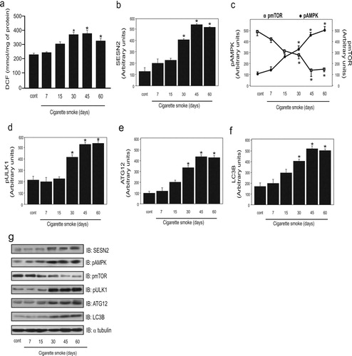 Figure 1. Effect of cigarette smoke (CS) on levels of ROS and autophagy markers in the lungs of mice exposed to CS for different durations (n = 10 per group). Dichlorofluorescein (DCF) level (a), SESN2 protein levels (b), AMPK and mTOR phosphorylation (c), ULK1 phosphorylation (d), ATG12 protein levels (e), LC3B protein levels (f), and representative western blot analysis of the evaluated proteins (g) in control (non-exposed group) and for different days of CS exposure (7, 15, 30, 45, and 60 days). Data are expressed as the mean and standard error of the means (mean ± SEM) and analyzed statistically by one-way analysis of variance, followed by Tukey’s HSD post hoc test (*p < 0.05 versus control).