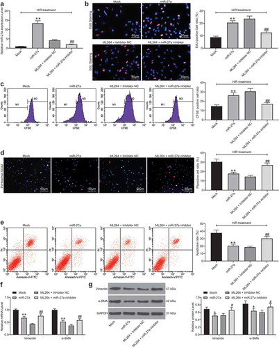 Figure 4. miR-27a mimic suppresses H/R-induced apoptosis and fibrosis in H9C2 cells. miR-27a mimic was introduced in H/R-treated cells while miR-27a inhibitor was transfected into ML264-treated cells. A, miR-27a expression in cells determined by RT-qPCR (one-way ANOVA, ** p < 0.01 vs. Mock, ## p < 0.01 vs. ML264 + miR-27a inhibitor); B-C, viability of cells determined by EdU labeling (b) and CFSE labeling (c) assays (one-way ANOVA, ** p < 0.01 vs. Mock, ## p < 0.01 vs. ML264 + miR-27a inhibitor); D-E, apoptosis of H9C2 cells determined by Hoechst 33342/PI double staining (d) and flow cytometry (e) (one-way ANOVA, ** p < 0.01 vs. Mock, ## p < 0.01 vs. ML264 + miR-27a inhibitor); F-G, mRNA (f) and protein (g) expression of Vimentin and α-SMA in cells determined by RT-qPCR and western blot analysis, respectively. Data were exhibited as mean ± SD from at least three independent experiments (two-way ANOVA, * p < 0.05 vs. Mock, # p < 0.05 vs. ML264 + miR-27a inhibitor). Data were exhibited as mean ± SD from three independent experiments
