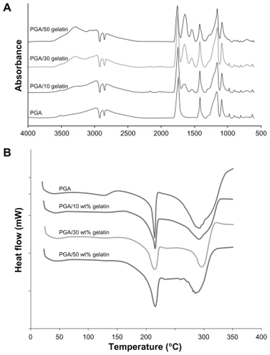 Figure 2 (A) Attenuated total reflectance-Fourier transform infrared spectra of PGA/gelatin scaffolds and (B) differential scanning calorimetric curves of PGA/gelatin scaffolds.Abbreviation: PGA, polyglycolic acid.
