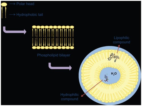 Figure 2 Schematic representation of a liposomal structure with a characteristic microenvironment and possible drug encapsulation as a function of its physicochemical features.