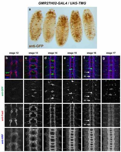 Figure 16. GMR27H02 is expressed in a small number of longitudinal neurons in the embryonic ventral nerve cord.