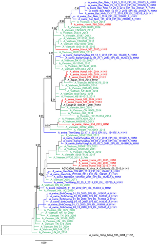 Fig. 2 Phylogenetic tree for the full-length hemagglutinin of H1N1pdm09 viruses isolated in a slaughterhouse in Vietnam in 2013–2014.The trees were constructed with PhyML. Branch support aLRT statistics were shown at major nodes with values larger or equal to 0.8. GenBank accession numbers of retrieved sequences are indicated. Red: sequences from our study; blue: sequences from Takemae et al.Citation28; green: viruses from Vietnam from other studies including H1N1pdm09 from NIHE; black: other sequences from GenBank