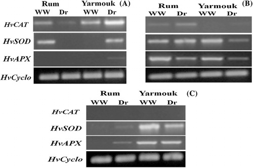 Figure 3. The expression pattern of CAT, SOD, and APX genes in two genotypes of barley in a time course of drought treatment. The expression pattern of CAT, SOD, and APX genes at the early stage of drought (2 days) (A), at the intermediate stage of drought (9 days) (B), at the late stage of drought (16 days) (C). WW, well-watered; Dr, drought-treated.