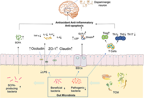 Figure 2 TCM prevents the development of PD by regulating the Gut Microbiota. By adjusting the ratio of beneficial/harmful bacteria in the gut microbiota, TCM can increase the concentration levels of SCFA and Ghrelin, which are metabolites of the gut microbiota. This enhances the expression levels of tight junction proteins in the intestine, protects the intestinal mucosal barrier, and reduces the body LPS levels, thereby reducing the secretion of pro-inflammatory cytokines. In addition, it can regulate the function of intestinal endocrine cells and intestinal immunity. By affecting the function of various cell signaling pathways, TCM exerts anti-oxidative, anti-inflammatory, anti-apoptotic, and other functions, and in turn protects dopamine neurons in the brain from further injury. Display full sizeIndicates an increase and Display full sizeSignifies a decrease in the relative process.