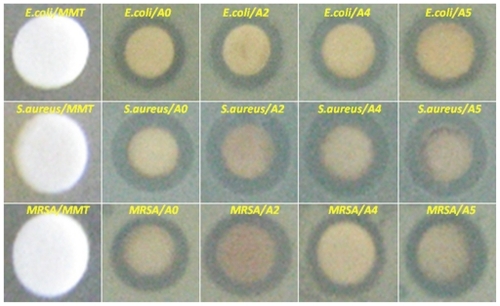 Figure 10 Comparison of the inhibition zone test between montmorillonite, silver nitrate/montmorillonite/chitosan (A0), and silver/montmorillonite/chitosan bionanocomposites (A2, A4, and A5) against different bacteria.