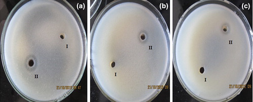 Figure 5. Antimicrobial activity of AuNPs against (a) E. coli, (b) P. aeruginosa, (c) B. Subtilis. Cup containing (I) sterile deionized water as control and (II) gold nanoparticles; concentration of AuNPs in each plate was 25 μg/mL.