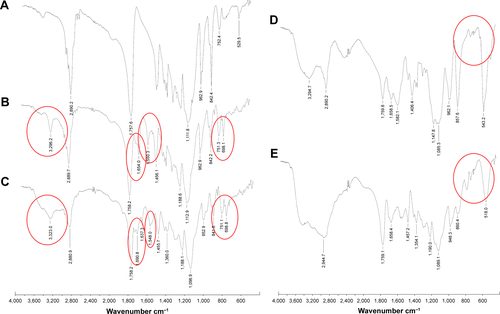 Figure S2 FT-NIR spectra of block copolymer (A) mPEG-PDLLA; (B) mPEG-PDLLA-PBLG; (C) mPEG-PDLLA-PBLL; (D) mPEG-PDLLA-PLG; and (E) mPEG-PDLLA-PLL.Note: Characteristic peaks are circled in red.Abbreviations: FT-NIR, Fourier transform near-infrared; mPEG, methoxy polyethylene glycol; PDLLA, poly(d,l-lactide); PLG, polyglutamate; PLL, poly(l-lysine); PBLG, poly(γ-benzyl-l-glutamate); PBLL, poly(γ-benzyl-l-lysine).