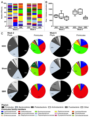 Figure 2. Surgical resection of the small intestine decreases the diversity of colonic bacteria and alters the relative proportion of families in the Firmicutes phylum. (A) There is a decrease in the number of distinct operational taxonomic units (OTUs) representing bacterial genera two and six weeks post-surgery in the small bowel resection (SBR) group compared with the non-operation control (NOC) and sham group. This is translated into a decrease in overall bacterial diversity as calculated by the Chao 1 richness estimation (B). (C) Pie charts representing the major bacterial phyla and the relative proportion of families in the Firmicutes family at the two- and six-week time-point in the NOC, sham and SBR groups.