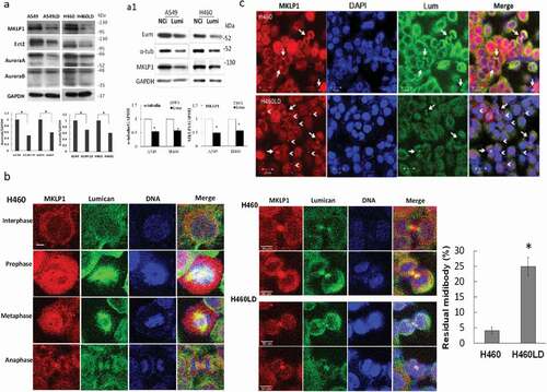 Figure 5. Downregulation of lumican decreases the levels of midbody-associated proteins and increased the residual midbodies.