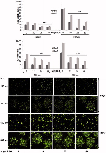 Figure 3. Viability of encapsulated D1-MSCs EPO within 160 and 380 µm diameter alginate and hybrid alginate-GO microcapsules (10, 25, and 50 µg/ml), 1 and 7 d after microencapsulation: (A) Quantification by flow cytometry of early apoptosis by means of annexin/PI staining and (B) live/dead percentage by means of calcein/ethidium staining. (C) Fluorescence microscopy images after calcein/ethidium staining. Scale bar 100 µm. Note ***p < .001 compared with cells encapsulated in alginate without GO.