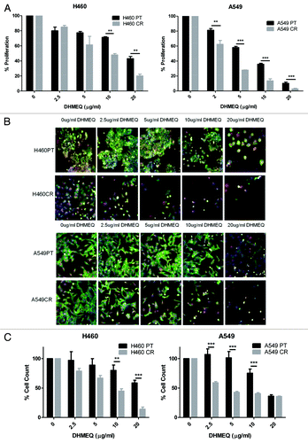 Figure 6. The effects of DHMEQ treatment on proliferation and cell viability in H460 parent and cisplatin-resistant cells. (A) H460 and parent and cisplatin-resistant cells were treated in triplicate at noted concentrations of DHMEQ for 72 h. Cells were analyzed via BrdU assay (n = 3). Percentage proliferation is shown here. (B) H460 and parent and cisplatin-resistant cells were treated in triplicate at noted concentrations of DHMEQ for 48 h. Cells were stained with Höechst blue nuclear stain, mitotracker red mitochondrial stain and phalloidin green F-actin stain, and imaged using the In Cell Analyzer 1000. Eight fields were imaged per well at 10x magnification. (C) Images from (B) were analyzed using In Cell software which identified cell count automatically from nuclear staining. *P < 0.05 **P < 0.005 ***P < 0.001 H460PT: H460 parent cells H460CR: H460 cisplatin-resistant cells.