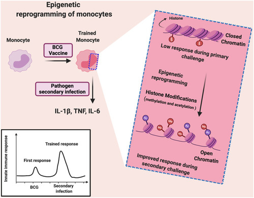 Figure 2 Trained immunity mediated by epigenetic reprogramming of monocytes.