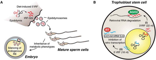 Figure 2. tRF function in epigenetic silencing during early embryogenesis. (A) tRFs mediate intergenerational transmission of metabolic phenotypes. 5ʹ-tRFs including tRF-GG, exhibit a two-three fold increase in somatic epididymis cells upon dietary restriction and are transferred to maturing sperm cells. This process has been proposed to repress endogenous retroelements (RE) and pass paternal inherited information during embryonic development. (B) Murine trophoblastic stem cells produce 3ʹ-tRFs that inhibit the replication of endogenous retroviruses via two distinct mechanisms: (i) putative model illustrating 22 nt 3ʹ-tRFs inducing post-transcriptional silencing of retroviral RNA possibly via association with the canonical miRNA-effector protein AGO2. (ii) 18 nt 3ʹ-tRFs interfere with reverse transcription of viral RNAs to restrict transposon mobility.