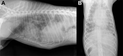 Figure 1 Laterolateral (A) and dorsoventral (B) view of thorax of an 18-month-old dog: moderate interstitial pattern mainly involving the caudodorsal lung fields and mild alveolar pattern with isolated fluffy infiltrates and a subtle right-sided cardiac enlargement (Courtesy of Dr Paolo Crisi, Teaching Veterinary Hospital, University of Teramo, Italy).