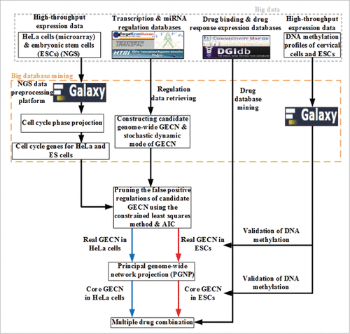 Figure 1. Flowchart depicting the strategy to identify core GECN in HeLa and ES cells. In this study, we mined omics information from big databases, such as transcription and miRNA regulation interactions, to construct real GECNs using genome-wide high-throughput data, a dynamic model, and AIC. For drug screening, information was integrated from cervical carcinogenic mechanisms in cancer-specific GECN and drug databases for cervical cancer treatment.