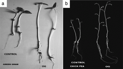 Figure 7.  Figure (a) showing the significant difference in PGPB treated and nontreated control seedling of green gram after 10 days, Figure (b) showing the significant difference in PGPB treated and nontreated control seedling of chickpea after 15 days.