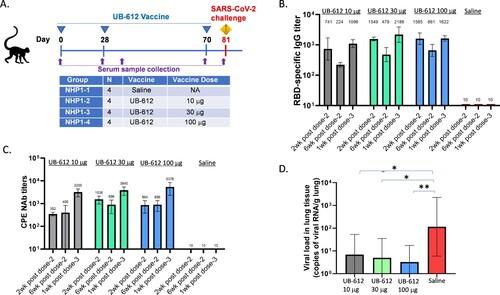 Figure 3. Antibody responses and protection in rhesus macaques. (A) Vaccine groups, dosing, and challenge schedule. (B) RBD-specific antibody responses at 2 or 6 weeks after the 2nd immunization and 1 week after the 3rd immunization. (C) CPE NAb titers against SARS-CoV-2 WT strain at 2 or 6 weeks after the 2nd immunization and 1 week after the 3rd immunization. (D) Lung viral RNA levels at 7 days post-challenge. Each bar represents GMT ± SD NAb titers or viral RNA loads. Statistical significance is indicated as * p < 0.05; ** p < 0.01 compared to Saline group.