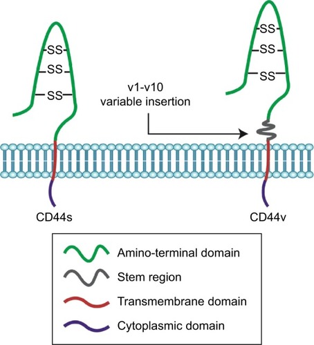 Figure 2 Key domains of CD44.