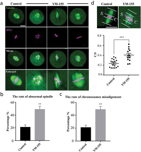 Figure 3. Survivin inhibition affects spindle morphology and chromosome alignment during mouse early embryonic development. (a) Representative images of spindle morphology in the control group and YM-155 treatment group. Compared with the control group, the spindles morphology of the embryos in YM-155 treatment group showed a variety of defects, and chromosomes were severely misaligned. Green: tubulin; magenta, DNA. Bar = 20 μm. (b) The proportion of abnormal spindle morphology in the control group and YM-155 treatment group. **Significant difference (p < 0.01) (Control group: n = 151; YM-155 group: n = 139). (c) The proportion of chromosome misalignment in the control group and YM-155 treatment group. *Significant difference (p < 0.05) (Control group: n = 151; YM-155 group: n = 139) (d) Representative images and statistic of chromosomes width/spindle (C/S). ***Significant difference (p < 0.001). Green: tubulin; magenta, DNA. Bar = 20 μm.