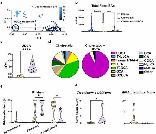 Figure 4. UDCA treatment alters microbiota and fecal bile acid profiles. (a) PC analysis of bile acid quantification reveals that stools obtained during UDCA treatment cluster distinctively (n = 124). (b) UDCA treatment restores fecal bile acid concentrations to those of control infants 29–40 weeks PMA (n = 7–20). (c) There are higher concentrations of UDCA in treated samples compared to untreated samples from cholestatic neonates 29–40 weeks PMA (n = 7–20). (d) UDCA treatment shifts the fecal bile acid pool to predominately UDCA in neonates 29–40 weeks PMA (n = 7–20). (e) UDCA administration increases the relative abundance of Firmicutes and decreases the relative abundance of Proteobacteria in infants 29–40 weeks PMA (n = 5–20). (F) BSH-carrying Clostridium perfringens is increased with UDCA treatment, while BSH-carrying Bifidobacterium breve is decreased with UDCA treatment in cholestatic infants 29–40 weeks PMA (n = 5–20). BA, bile acid; CA, cholic acid; CDCA, chenodeoxycholic acid; DCA, deoxycholic acid; GCA, glycocholic acid; GCDCA, glycochenodeoxycholic acid; HyoCA, hyocholic acid; Isomer2-T-Triol, taurine conjugate of an unidentified trihydroxy-cholanoic acid; ω-MCA, omega-muricholic acid; PC, principal coordinate; TCA, taurocholic acid; TCDCA, taurochenodeoxycholic acid; THyoCA, taurohyocholic acid; UDCA, ursodeoxycholic acid.