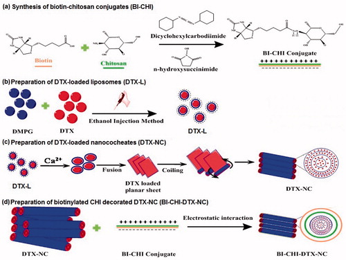 Figure 1. Scheme for (a) synthesis of biotin-chitosan (BI-CHI) conjugation, (b) loading of DTX into liposomes, (c) DTX-loaded nanocochleates (DTX-NC) and (d) BI-CHI decorated DTX-NC (BI-CHI-DTX-NC).