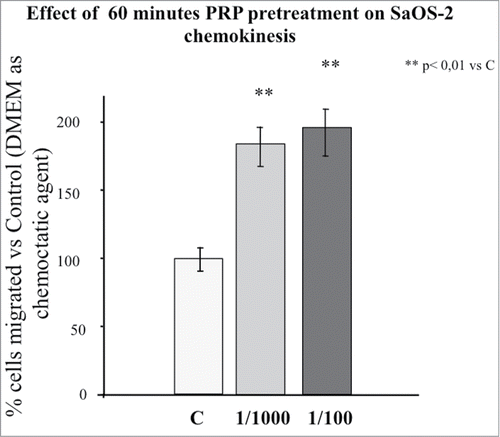 Figure 1. Effect of 1 hour PRP pre-treatment at 1/100 and 1/1000 dilution on SaOS-2 chemokinesis. The migration assay was performed in Boyden Chamber in 16 hours. Results are expressed as means of percentage of cells migrated versus control.