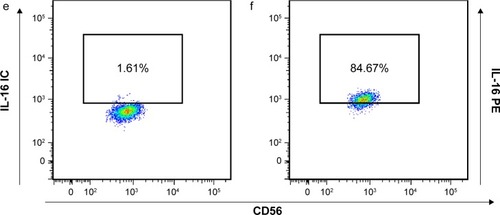 Figure 2 The relative number of IL-16+ NK cells in blood (A). AS are indicated by [Image], NS are indicated by ◯, and smokers with COPD by ●. Data is presented as individual and median values (bold lines). The Mann–Whitney U-test was performed (P<0.05.) A representative flow cytometry analysis was conducted for IL-16+ CD3− CD16+ CD56+ cells (B).