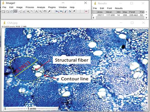 Figure 6. Area calculation using Image J Software for a transverse section of AFSPRF (40x).