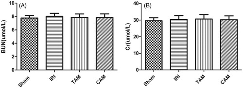 Figure 1. Effects of metformin modification on renal function. (A) Effects of metformin on the serum BUN concentrations after 45 min of ischemia followed by 12 weeks of reperfusion. (B) Effects of metformin on the serum Cr concentrations after 45 min of ischemia followed by 12 weeks of reperfusion (*p < 0.05 versus the sham group, #p < 0.05 versus the IRI group. n = 5).