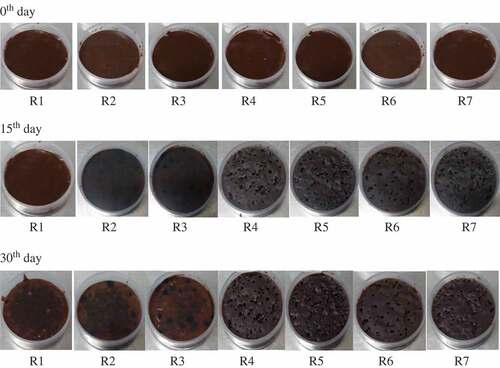 Figure 2. Sensory changes of chocolate as a result of fortification with free iron, iron uptake by the biomass and the biomass. R1- control; R2&R3- free iron-fortified chocolate; R4&R5- iron uptake S. cerevisiae biomass-fortified chocolate; R6&R7- free S. cerevisiae biomass-fortified chocolate