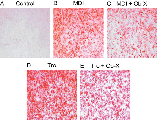 Figure 1.  Effects of Ob-X on triglyceride accumulation in 3T3-L1 cells. 3T3-L1 preadipocytes were differentiated into mature adipocytes as described in “Materials and Methods”. 3T3-L1 cells were treated with monocyte differentiation-inducing (MDI) differentiation mix (MDI), MDI plus 10 µg/mL Ob-X, 10 µM troglitazone (Tro), or 10 µM Tro plus 10 µg/mL Ob-X. At day 6 post-induction, cells were fixed and stained for neutral lipids with Oil-red O.