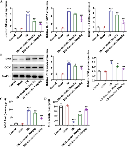 Figure 2 Esculetin ameliorates inflammatory response and oxidative stress in intestinal I/R rats. (A) RT-qPCR examined the mRNA levels of TNF-α, IL-1β and IL-6. (B) Western blot analysis examined the protein expression of iNOS and COX2. Related kits examined (C) MDA content and (D) SOD activity. ***p<0.001 vs Sham; #p<0.05, ##p<0.01, ###p<0.001 vs I/R.