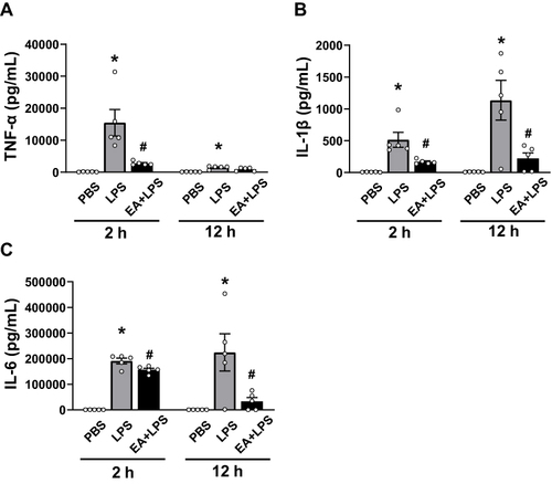 Figure 4 Detection of the cytokine concentrations at 2h and 12 h after i.p. injection. (A) TNF-α, (B) IL-1β, (C) IL-6. (n = 5/group, *P < 0.05, compared to PBS control mice; #P < 0.05, compared to endotoxemic mice).