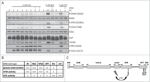 Figure 4. Overview of ATM-dependent phosphorylation of DAXX at S564 after DNA damage. (A) U2OS cells were pretreated with DMSO or 10 μM ATM inhibitor KU-55933 (ATMi) for 30 min, exposed to 2 mM hydroxyurea (HU), 4 nM neocarzinostatin (NCS) or 1 μM camptothecin (CPT) for the indicated times and subjected to western blotting analysis using labeled antibodies. (B) Table showing the level of phosphorylated S564 on DAXX and the activity of ATM/ATR kinases after different types of DNA damage. (C) Sequence-based predicted modular organization of DAXX according to Escobar-Cabrera et al.Citation54 with indicated putative ATM/ATR phosphorylation motifs at C-terminus of DAXX (S564, S707, S712 and T726). SUMO-Interaction Motif (SIM), DAXX Helix Bundle (DHB) domain, segments rich in Ser/Pro/Glu residues (SPE) and in Ser/Pro/Thr (SPT) residues.