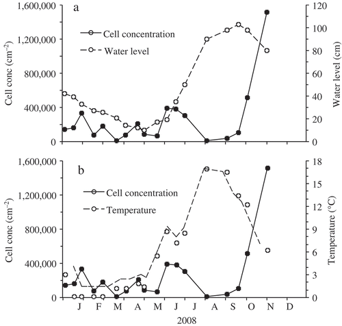 Fig. 2. Seasonal changes inshore at the site beside the Museum Harbour in Lake Baikal during 2008, (a) in cell abundance of H. baicalensis (cells cm–2) in the Ulothrix zone and lake level (cm) and (b) in cell abundance of H. baicalensis (cells cm–2) and water temperature (°C). Zero for lake level was 454.38 m asl using the Baltic sea system.