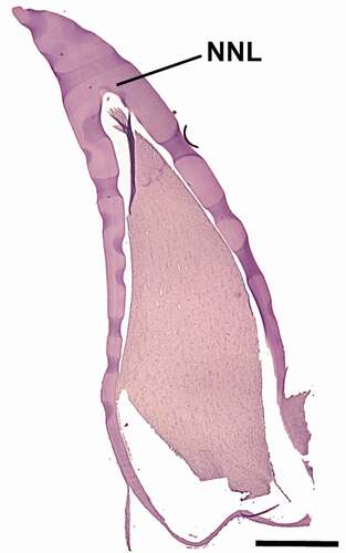Figure 3. Tooth section of Stenella coeruleoalba calf under 1 year old (ID Sc9793). NNL: neonatal line. Scale bar = 1100 μm