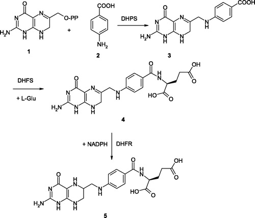Figure 1. Biosynthesis of THF 5 from dihydropteridine pyrophosphate 1 (see text for details).