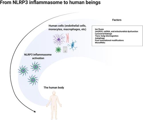 Figure 7 Possible factors that are involved in NLRP3 inflammasome activation. Many risks influence different cells so as to affect human bodies by activating NLRP3 inflammasome.