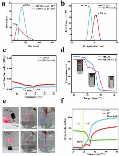 Figure 2. Characterization of temperature-sensitive properties of NIPAM-co-AA nanogels. (a) The particle size change of NIPAM-co-AA nanogels at 25°C and 37°C analyzed by a dynamic light scattering particle size analyzer. (b) Zeta potential changes of NIPAM and NIPAM-co-AA nanogels. (c) Comparison of differential thermal scanning analysis of NIPAM and NIPAM-co-AA nanogels. (d) The transmittance changes of NIPAM and NIPAM-co-AA nanogels measured by UV-VIS spectrophotometer with increasing temperatures from 25 °C ~ 40 °C. (e) The sol-gel phase transition of NIPAM-co-AA nanogels stained with Rhodamine-B at 25°C and 37°C observed by bottle reversal visual method and injection through catheter and syringe. (f) The G ‘and G ”moduli of NIPAM-Co-AA nanogels measured between 30°C and 50°C using a high-speed rotary rheometer.