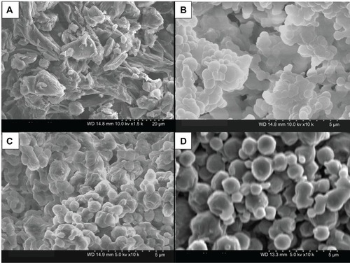 Figure 5 (A–D) Scanning electron micrographs of raw dipalmitoylphosphatidylethanolamine poly(ethylene glycol)-5k (DPPE-PEG5k) and co-spray-dried 95 dipalmitoylphosphatidylcholine (DPPC):5 DPPE-PEG 5k particles at three pump rates. (A) Raw DPPE-PEG5k, magnification 1000×; (B) 95 DPPC:5 DPPE-PEG 5k particles at 10% (low P) pump rate, magnification 10,000×; (C) 95 DPPC:5 DPPE-PEG 5k particles at 50% (medium P) pump rate, magnification 10,000×; (D) 95 DPPC:5 DPPE-PEG 5k particles at 100% (high P) pump rate, magnification 10,000×.