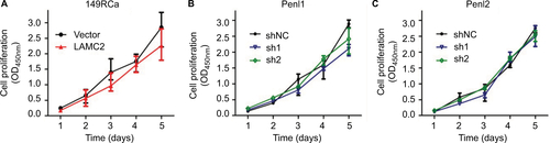 Figure S2 Effect of LAMC2 on penile squamous cell carcinoma cell proliferation.Note: Cell proliferation was analyzed using CCK-8 in 149RCa (A), Penl1 (B), and Penl2 (C).Abbreviations: LAMC2, laminin gamma 2; sh1, sh2: LAMC2 shRNAs; shNC, negative control shRNA; OD, optical density.