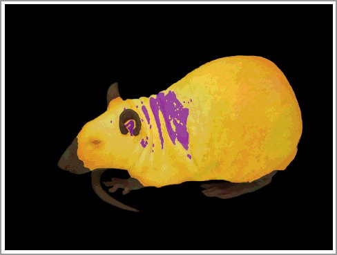 Figure 5. A genetically hairless rat (Crl:CD-Hrhr) exposed to cold. Two images of the animal are overlaid. The bottom layer is a regular (visible spectrum) photograph. The top layer is a semi-transparent, color-coded infrared thermogram. In the thermogram, temperatures from 31.0 to 37.0°C are coded with shades of yellow (from dark to light, respectively), temperatures below 31.0°C are coded with black, and temperatures above 37.0°C are coded with purple. As a result, the vasoconstricted hairless skin over the heat-exchange organs appears black, whereas the haired skin over the rest of the body is yellow. The external acoustic meatus and the skin over the interscapular brown adipose tissue have higher temperatures and show as purple. Reused from ref. [Citation41].