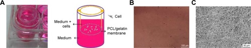 Figure 5 (A) The photographs and the schematic diagram on barrier function of ICA-loaded PCL/gelatin membranes. (B) The bottom of the 24-well plate after seeding cells on the membranes for 7 days. (C) SEM micrograph of the opposite side of the cell-cultured membrane for 7 days.Abbreviations: ICA, icariin; PCL, polycaprolactone; SEM, scanning electron microscopy.