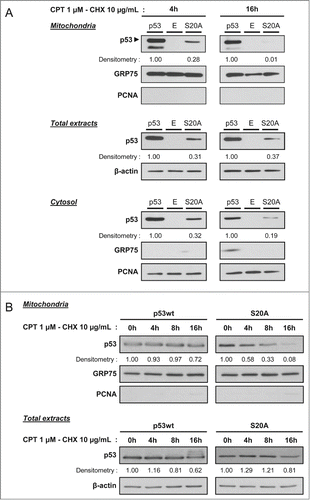 Figure 4. Serine 20 phosphorylation is required for a prolonged mitochondrial localization of p53. (A) Assessment of p53 level by western blot (anti-p53 DO-1 antibody) in the mitochondrial and cytosolic fractions as well as total extracts of H1299 cells transfected with wt p53, the S20A mutant or the empty vector (E). Twenty-four hours after transfection, protein synthesis was blocked with 10 µg/mL cycloheximide (CHX) and cells were treated simultaneously with 1 µM camptothecin (CPT). We analyzed p53 levels after 4 and 16 hours of treatment. Detection of GRP75, PCNA and β-actin was performed to control for the purity of the fractions and to monitor loading of the wells. Densitometry analysis was based on the ratio of p53 signal to that of the respective loading control, and the signal recorded for wt p53 was set to 1. (B) Determination of p53 level by western blot (anti-p53 DO-1 antibody) in the mitochondrial fractions as well as total extracts of H1299 cells transfected with wt p53 or the S20A mutant. Twenty-four hours after transfection, protein synthesis was blocked with 10 µg/mL cycloheximide (CHX) and cells were treated simultaneously with 1 µM camptothecin (CPT). We analyzed p53 levels after 0, 4, 8 and 16 hours of treatment. Detection of GRP75, PCNA and β-actin was performed to control for the purity of the fractions and to monitor loading of the wells. Densitometry analysis was based on the ratio of p53 signal to that of the respective loading control, and the signal recorded at 0 hour was set to 1.