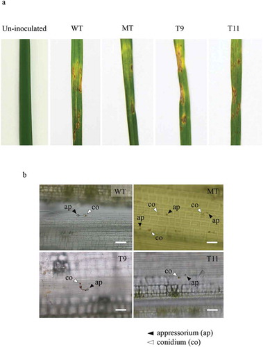 Figure 2. Pathogenicity of PoLAE2 deletion mutant in rice. (a) Spray inoculation and (b) intact leaf sheath inoculation of susceptible Shin-2-rice with conidia of Ina86-137 (wild type, WT), Ina86-137Δlig4Δlae2 (PoLAE2 deletion mutant, MT), and complementation strains (T9 and T11). Scale bars = 50 µm.