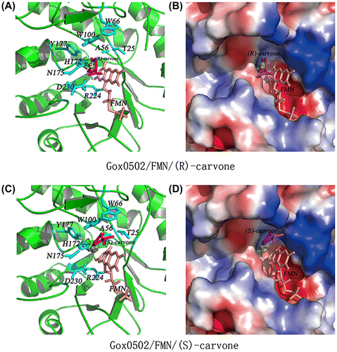 Fig. 4. Substrate binding site of Gox0502 structure model.Notes: (A) Cartoon view of substrate binding pocket of Gox0502/FMN/(R)-carvone model. The conserved catalytic triad and the residues involved in substrate preference are shown as sticks and colored in cyan. The bound FMN is shown as sticks and colored in salmon, whereas (R)-carvone is shown as sticks and colored in magenta. The mercury atom is shown as sphere and colored in yellow. (B) Electrostatic potential surface view of (A). (C) Cartoon view of substrate binding pocket of Gox0502/FMN/(S)-carvone model. The conserved catalytic triad and the residues involved in substrate preference are shown as sticks and colored in cyan. The bound FMN is shown as sticks and colored in salmon, whereas (S)-carvone is shown as sticks and colored in magenta. The mercury atom is shown as sphere and colored in yellow. (D) Electrostatic potential surface view of (C).