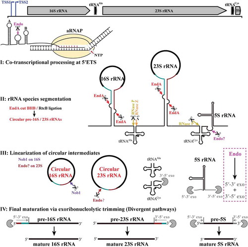 Figure 8. The pre-rRNA processing and maturation mode in M. psychrophilus. The rRNA operon (16S-tRNAAla-23S-tRNACys-5S) is transcribed as a polycistronic RNA from two transcription start sites (TSS1 and TSS2). A co-transcriptional endoribonucleolytic cleavage (Endo) at 5′ ETS that removes helix A initiates the processing (Step I). Following pre-rRNA transcription and folding, rRNAs and tRNAs are segmented (Step II) by the corresponding endoribonucleases. Splicing endonuclease EndA cleaves at BHB motifs buried in the processing stems to excise pre-16S and pre-23S rRNAs and RNA ligase RtcB catalyzes the coupled circularization. Cleavages of RNase P and RNase Z release tRNAAla, while cleavages of RNase P and an unknown endoribonuclease separate tRNACys and 5S rRNA. The circular pre-16S and pre-23S rRNA intermediates are linearized (Step III). Nob1 linearizes the circular 16S rRNA at the mature 3′ end and generates a long 5′ extension. In contrast, an unknown endoribonuclease linearizes the circular 23S rRNA at the mature 5′ end and generates a short 3′ extension. Finally, linearized pre-16S, 23S, and 5S rRNAs are trimmed through different exoribonucleolytic pathways (Step IV). The 5′ and 3′ extensions of pre-16S and pre-23S rRNAs are finally matured by 5′-3′ and 3′-5′ exoribonucleolytic trimming, respectively, while exoribonucleolytic trimming of both ends are involved in 5S rRNA maturation. The scissor and Pacman icons represent an endoribonuclease and exoribonuclease, respectively. Dark cyan and red lines at pre-16S and pre-23S rRNAs show the precursor regions in circular intermediates. Magenta dotted line frames a postulated pre-5S rRNA maturation mode by a combination of endoribonucleolysis and exoribonucleolysis.